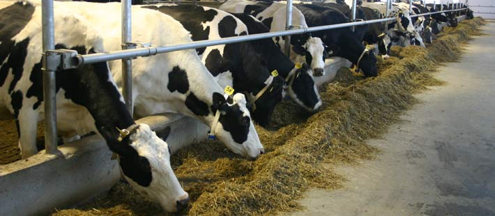 Des fermes laitières moins polluantes et plus performantes grâce à la graine de lin