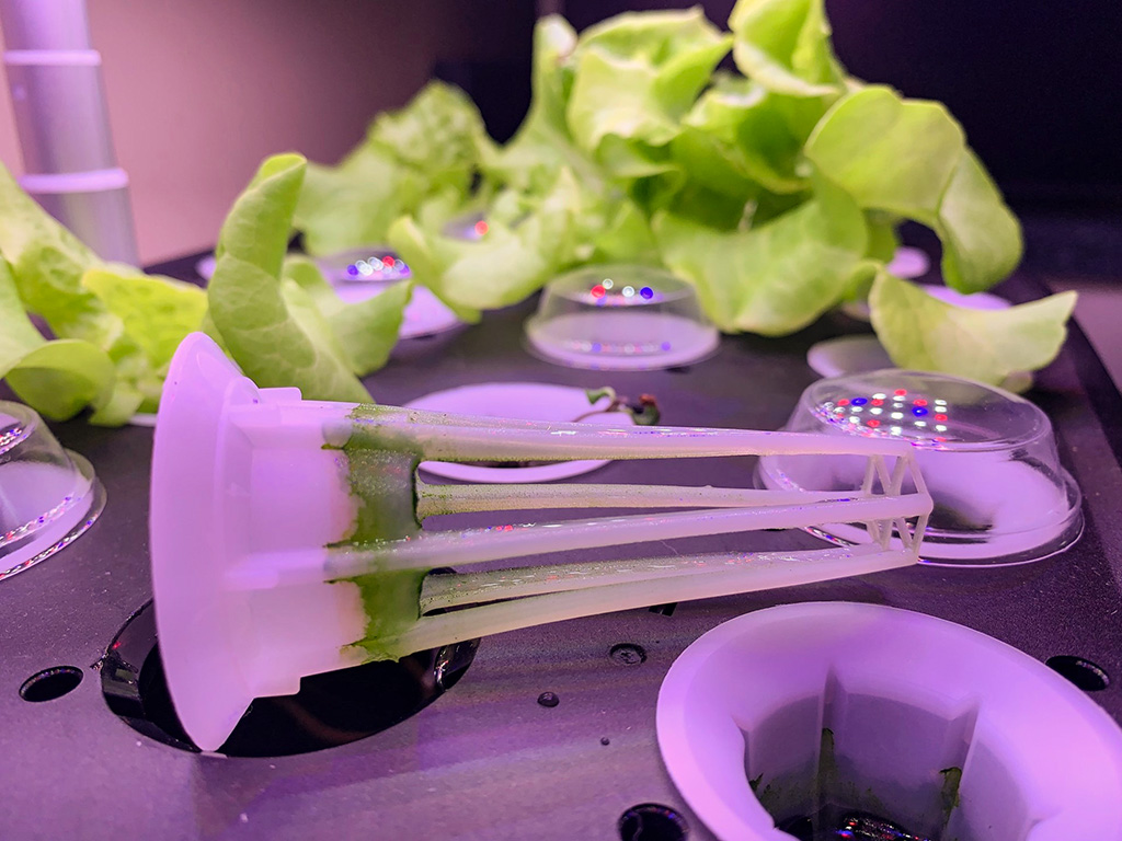 Algae formation in the Letpot LPH-MAX hydroponics system