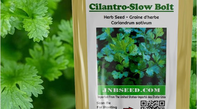 How to grow hydroponic Cilentro?
