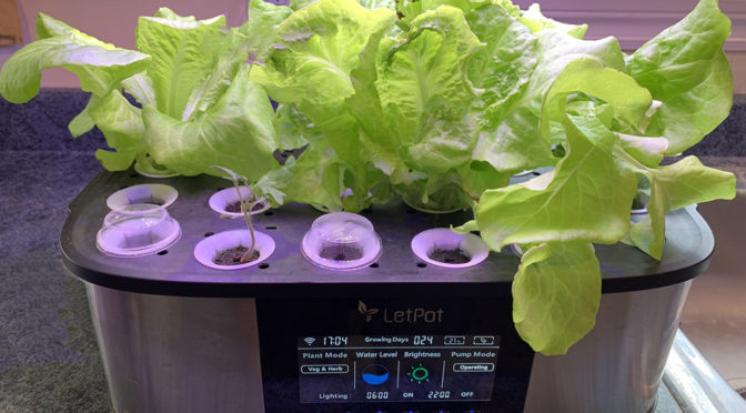 Letpot Hydroponic Culture: My First Harvest