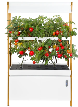 Système hydroponique pour la maison Rise Garden Roma pour faire pousser des plans de tomates